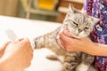 Unhappy cat in veterinary clinic. The vet doctor placing the needle IV catheter directly into the vein Royalty Free Stock Photo