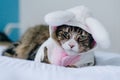Unhappy cat wearing costume Royalty Free Stock Photo