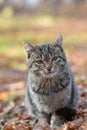 Unhappy cats live on the streets, looking for food