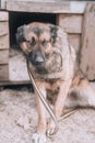 Unhappy dog. Sad stray dog. Hungry dog in a shelter.