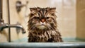 Unhappy funny wet cat in bathtub, Hairdresser doing beauty care angry wet relaxing a bath or beauty salon for boring Royalty Free Stock Photo