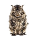 Unhappy, grumpy cat, Maine coon, looking down, isolated Royalty Free Stock Photo