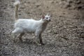 Homeless sick white cat on the street