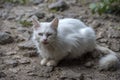 Homeless sick white cat on the street