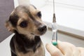 An unhappy little dog toy Terrier is afraid of vaccination