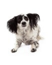 Unhappy Looking Papillon Mixed Breed Dog Royalty Free Stock Photo