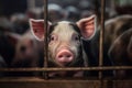 Unhappy pig looks out through the bars of a cage in a factory setting. AI-generated.