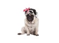 Unhappy pug puppy dog with shower cap, sitting down, ready for taking a bath Royalty Free Stock Photo