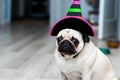 Unhappy pug. Sad birthday. Dog in a hat. Halloween dog. Halloween party. Halloween costume.