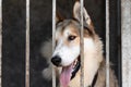 Unhappy sad dog in a cage behind bars in an animal shelter close-up portrait. An animal abandoned in a shelter, abandoned by its