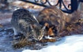 Unhappy stray cats eat outside in winter