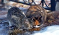 Unhappy stray cats eat outside in winter