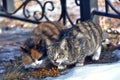 Unhappy stray cats eat outside in winter