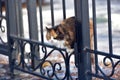 Unhappy stray cats eat outside in winter