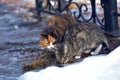 Unhappy stray cats eat outside in winter