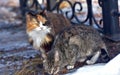 Unhappy stray cats eat outside in winter