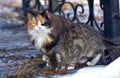 Unhappy stray cats eat outside in winter