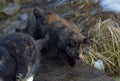 Unhappy stray cats eat outside in winter