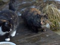 Unhappy stray cats eat outside in winter