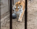 Unhappy tiger is locked in cage