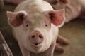 The happy fattening pig in big commercial swine farm Royalty Free Stock Photo