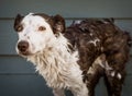 Unhappy, wet Border Collie dog looks at the camera during a bath Royalty Free Stock Photo