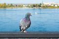 Unhappy wild pigeon with broken foot