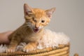 Unhappy Yellow kitten with healed injury in basket