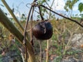 unharvested blackish brown tomatoes Royalty Free Stock Photo