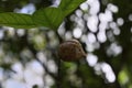 An unhatched Mantis insect egg case on a small plant stem is shown in a low angle view Royalty Free Stock Photo