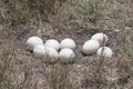 Ostrich Eggs in Africa Royalty Free Stock Photo