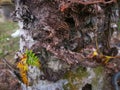 unhealthy fern leaves growing on oil palm trunk