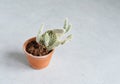 Unhealthy opuntia house plant in small brown ceramic pot