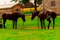 Unhitched Amish Horses
