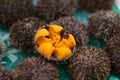 Uni Urchin Sashimi fresh seafood