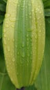 An unic Morning Water droplets on the green leaf Royalty Free Stock Photo