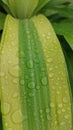 An unic Morning Water droplets on the green leaf Royalty Free Stock Photo