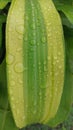 An unic Morning Water droplets on the green leaf Royalty Free Stock Photo