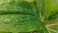 An unic Morning Water droplets on the green leaf Royalty Free Stock Photo