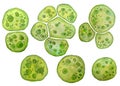 Unicellular green algae chlorella spirulina with large cells single-cells with lipid droplets. Watercolor illustration