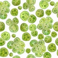 Unicellular green algae chlorella spirulina with large cells single-cells with lipid droplets. Watercolor seamless