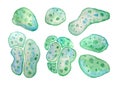 Unicellular green blue algae chlorella spirulina with large cells single-cells with lipid droplets. Watercolor