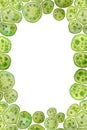 Unicellular green blue algae chlorella spirulina with large cells single-cells with lipid droplets. Watercolor page Royalty Free Stock Photo