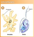 Unicellulars amoeba and bodo