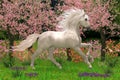 Unicorn and Forest with Flowering Cherry Trees