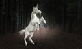 Unicorn Horse, Nature, Wildlife, Forest