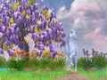 Unicorn Path with Wisteria Tree Royalty Free Stock Photo