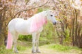 Unicorn. photo of a snow-white unicorn with a pink and white mane and tail in a spring flowering garden