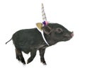 unicorn vietnamese pig Royalty Free Stock Photo