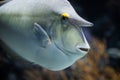 Unicornfish with a distinctive horn swimming in the reef